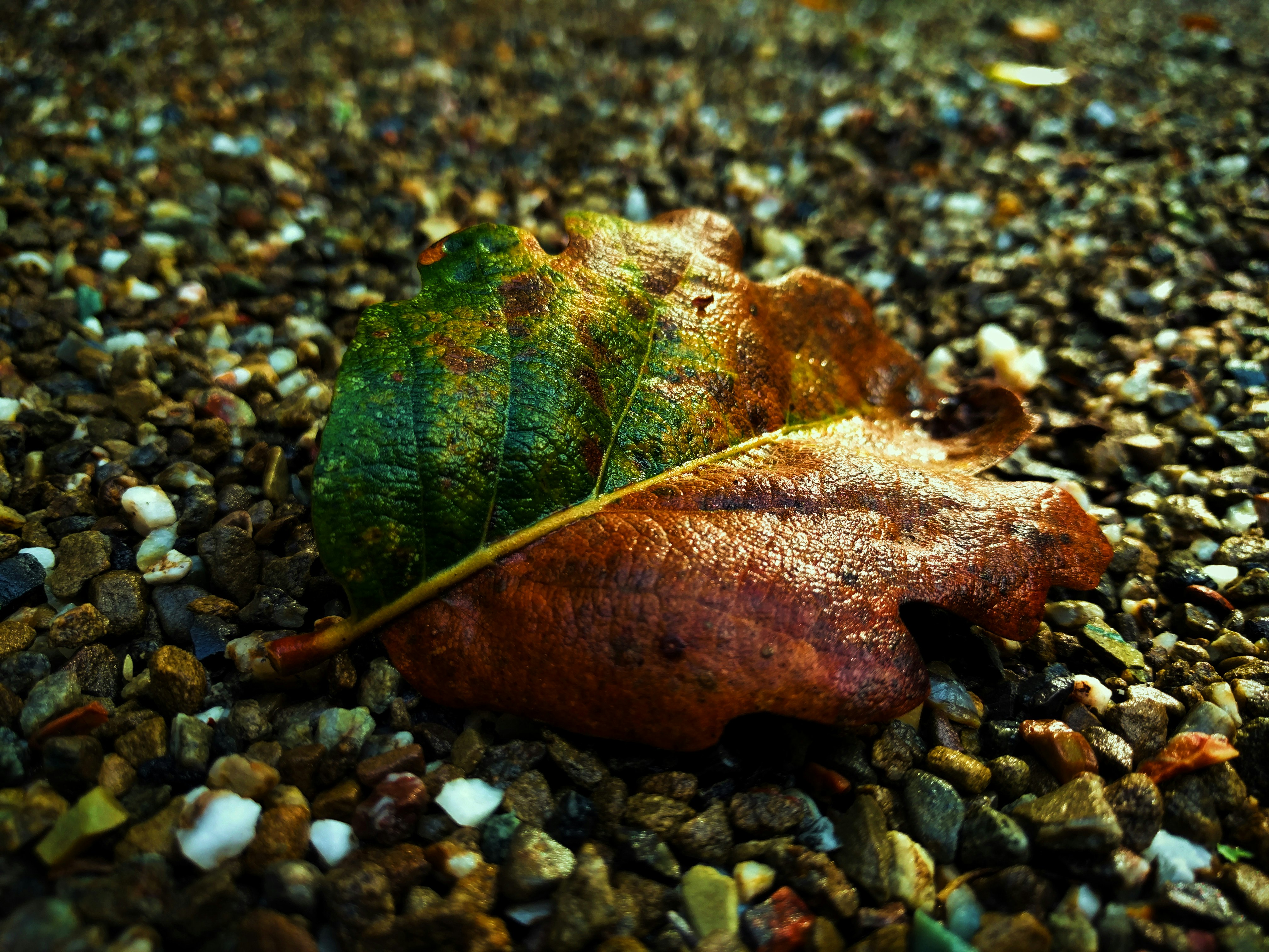 closeup photo of brown leaf